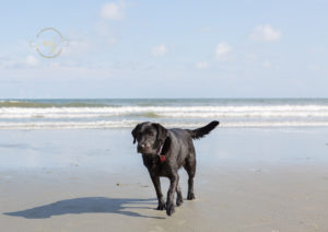 Charleston Isle of Palms and Kiawah Beach Photographer